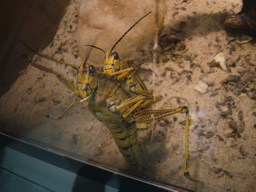 Grasshoppers in the National Museum of Natural History
