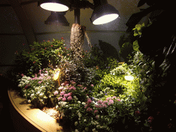 Plants in the Butterfly Pavilion in the National Museum of Natural History