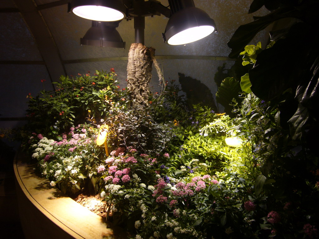 Plants in the Butterfly Pavilion in the National Museum of Natural History