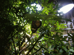 Butterfly in the Butterfly Pavilion in the National Museum of Natural History