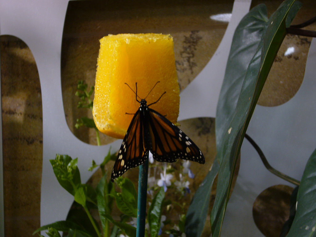 Butterfly in the Butterfly Pavilion in the National Museum of Natural History