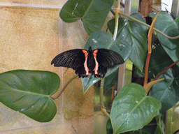 Butterfly in the Butterfly Pavilion in the National Museum of Natural History