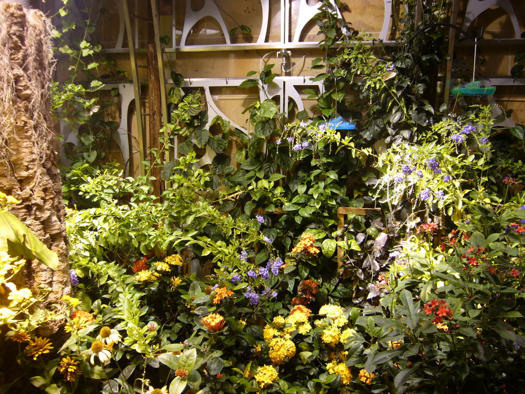 Plants in the Butterfly Pavilion in the National Museum of Natural History