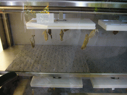 Cocoons in the Butterfly Pavilion in the National Museum of Natural History