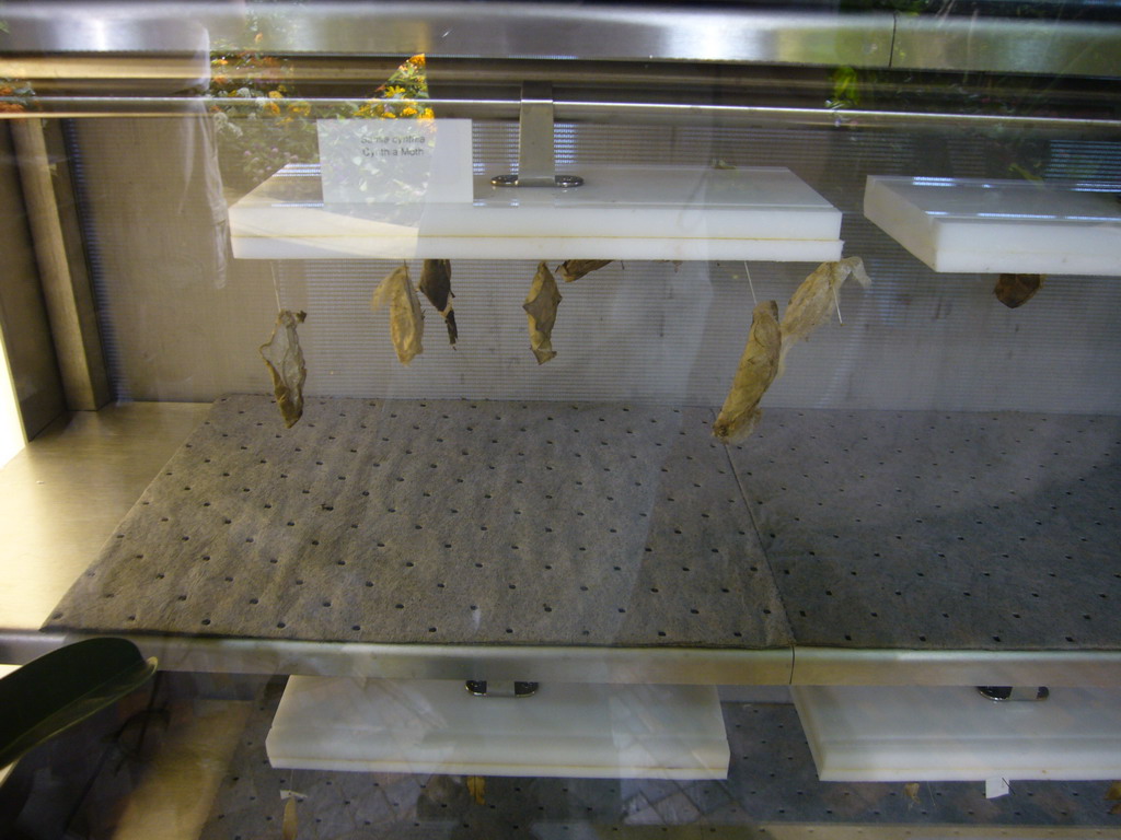 Cocoons in the Butterfly Pavilion in the National Museum of Natural History