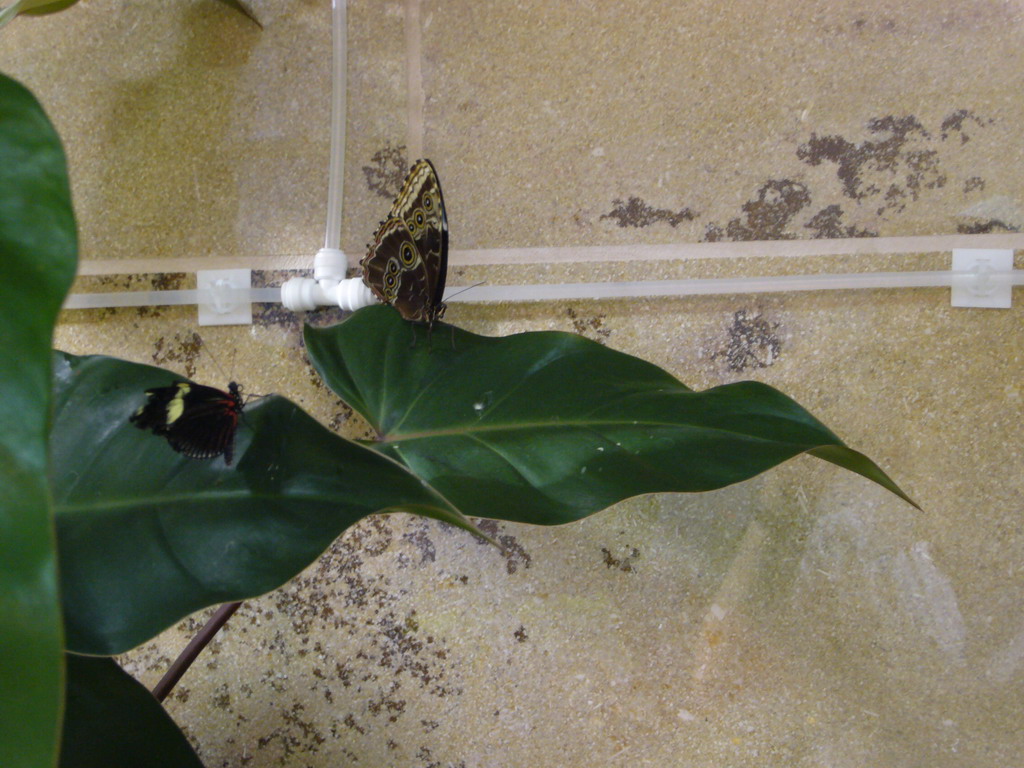 Butterflies in the Butterfly Pavilion in the National Museum of Natural History