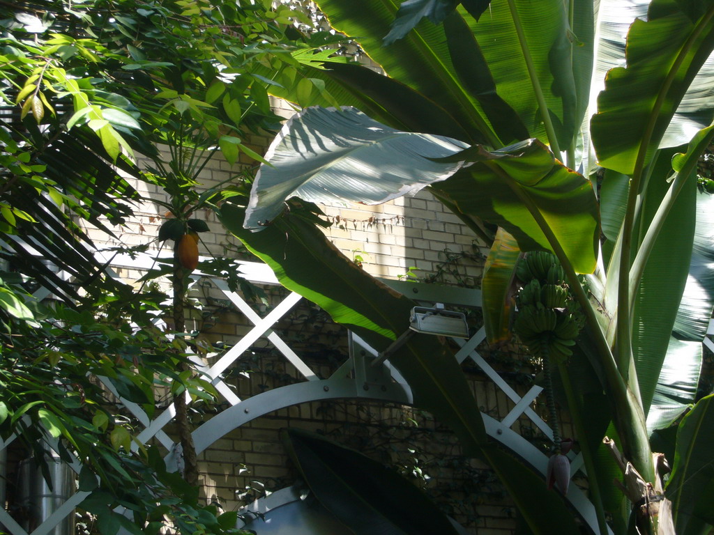 Inside the United States Botanic Garden