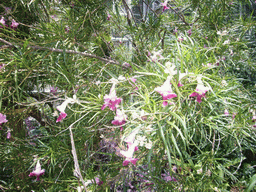 Flowering plants in the United States Botanic Garden