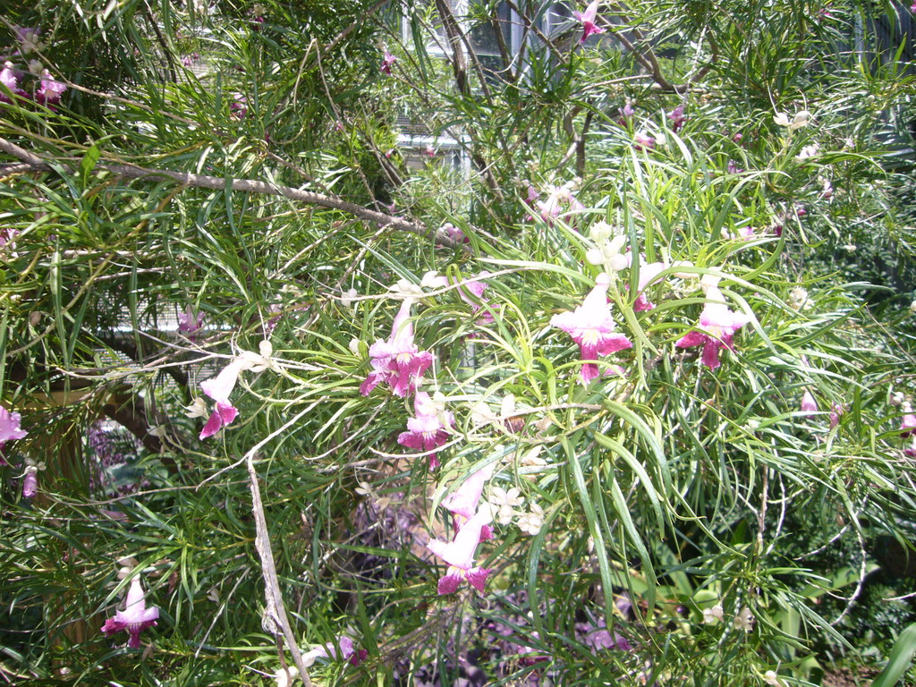Flowering plants in the United States Botanic Garden