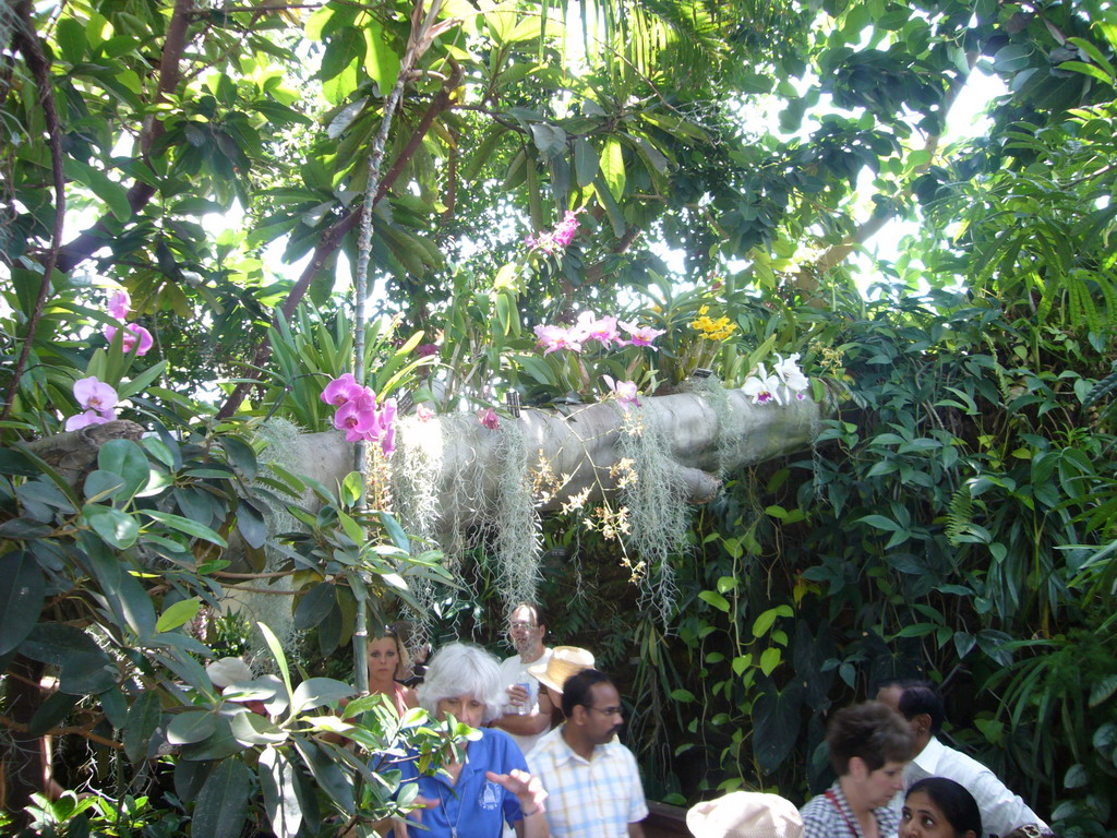 Our guide and flowering plants in the United States Botanic Garden