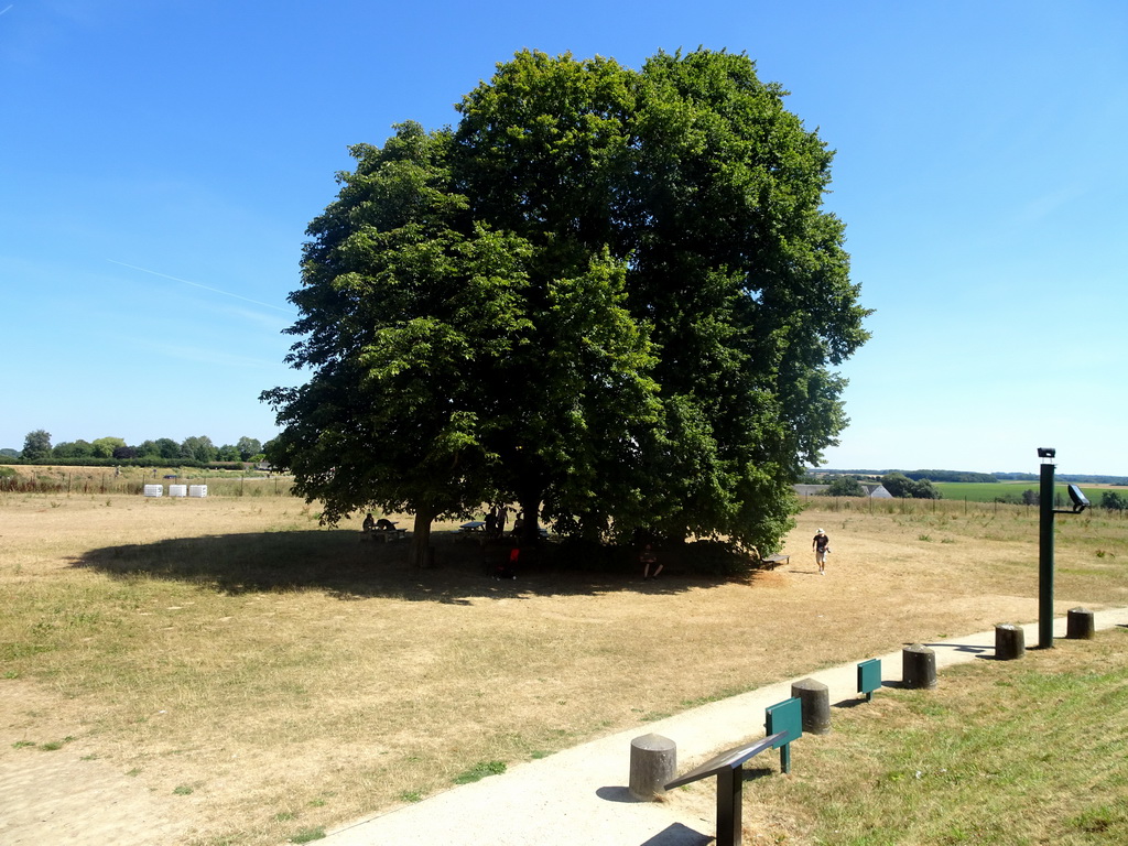 Tree on the northeast side of the Lion`s Mound