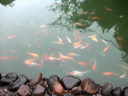 Goldfish in a pool at the Yuchan Palace at the Hainan Wenbifeng Taoism Park