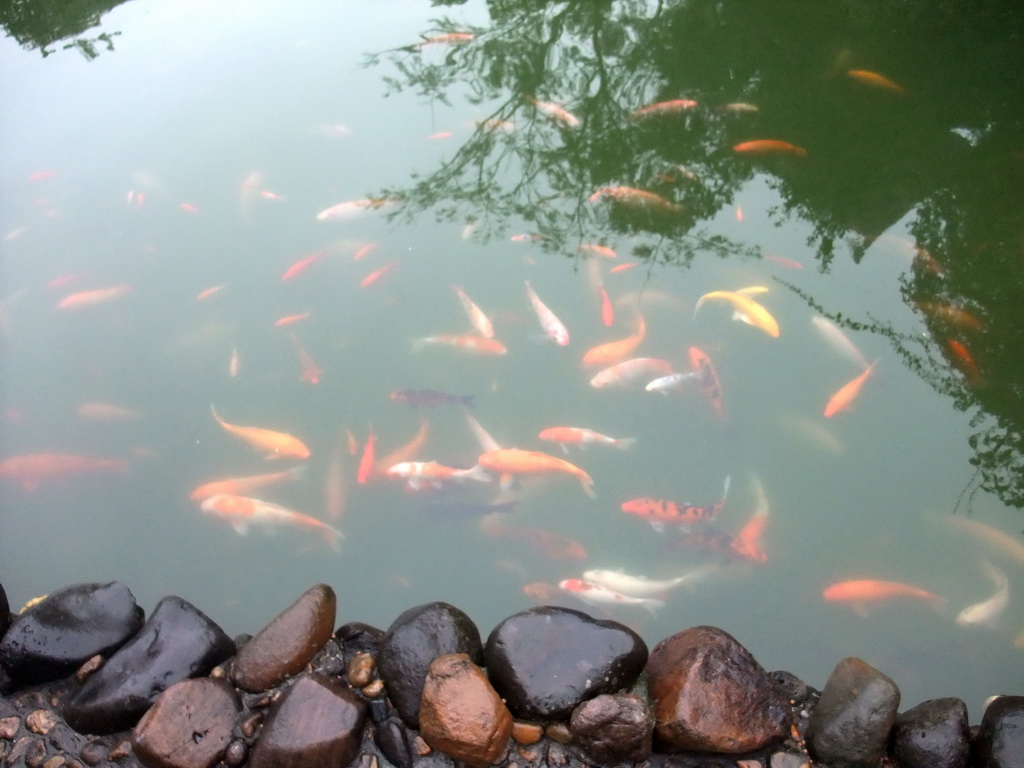 Goldfish in a pool at the Yuchan Palace at the Hainan Wenbifeng Taoism Park