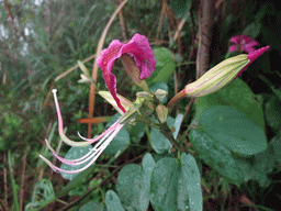 Flowers at the higher level of the Yuchan Palace at the Hainan Wenbifeng Taoism Park