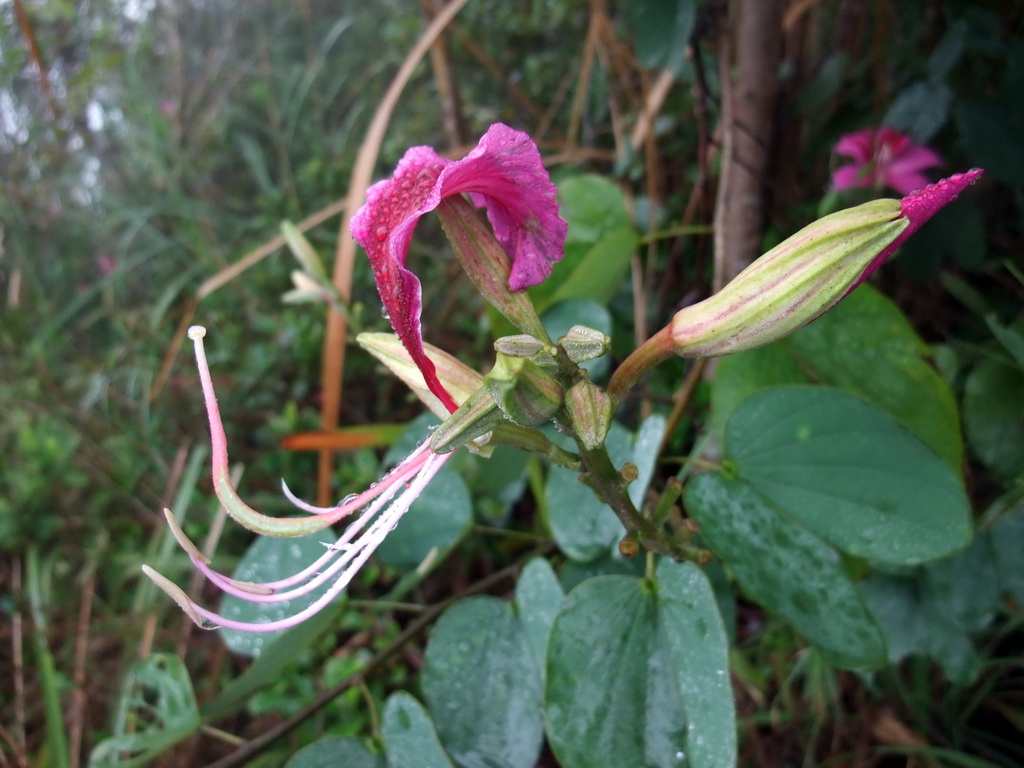 Flowers at the higher level of the Yuchan Palace at the Hainan Wenbifeng Taoism Park