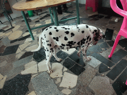 Dog at our restaurant near the Hainan Wenbifeng Taoism Park