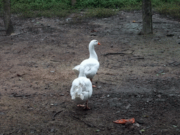 Goose outside of our restaurant near the Hainan Wenbifeng Taoism Park