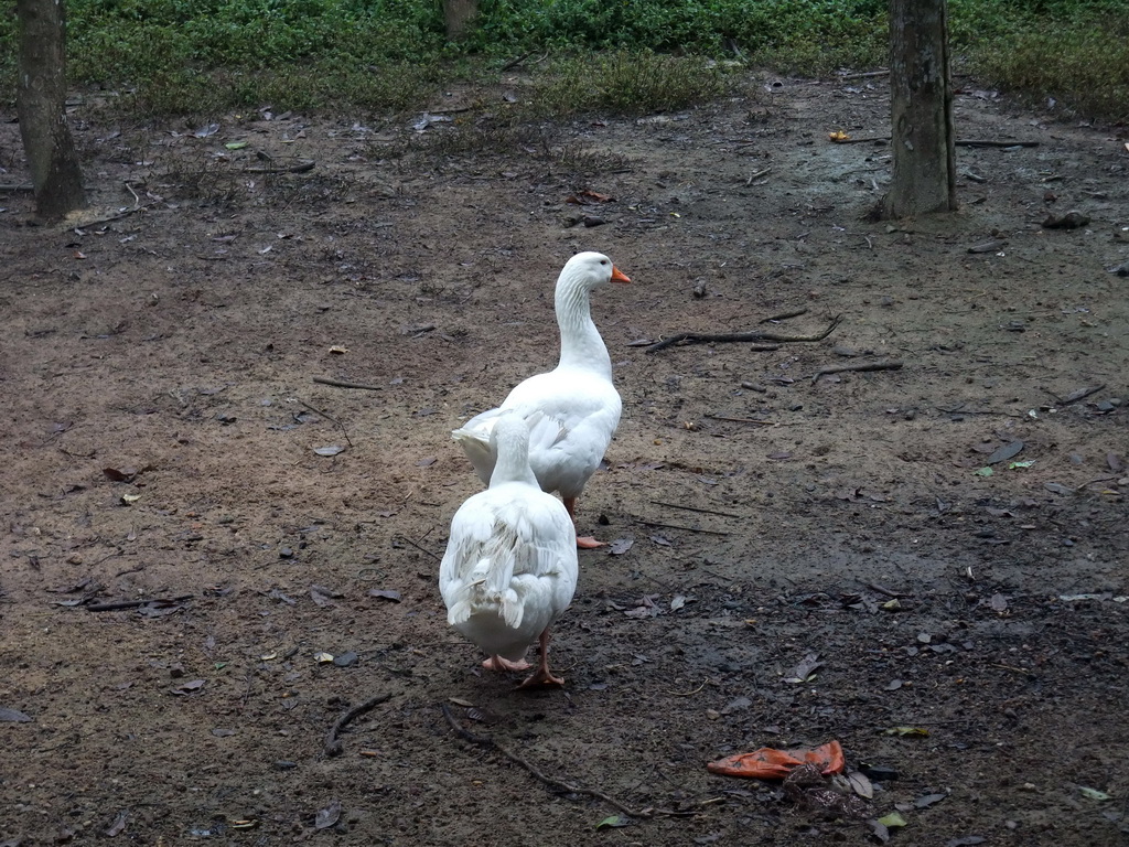 Goose outside of our restaurant near the Hainan Wenbifeng Taoism Park