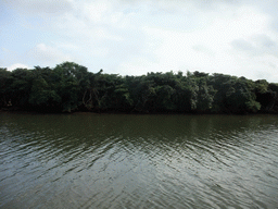 Mangrove trees at Bamenwan Bay, viewed from the tour boat