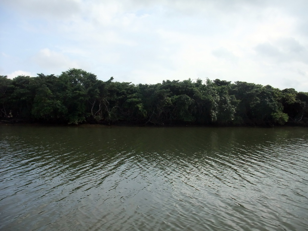 Mangrove trees at Bamenwan Bay, viewed from the tour boat