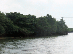 Mangrove trees at Bamenwan Bay, viewed from the tour boat