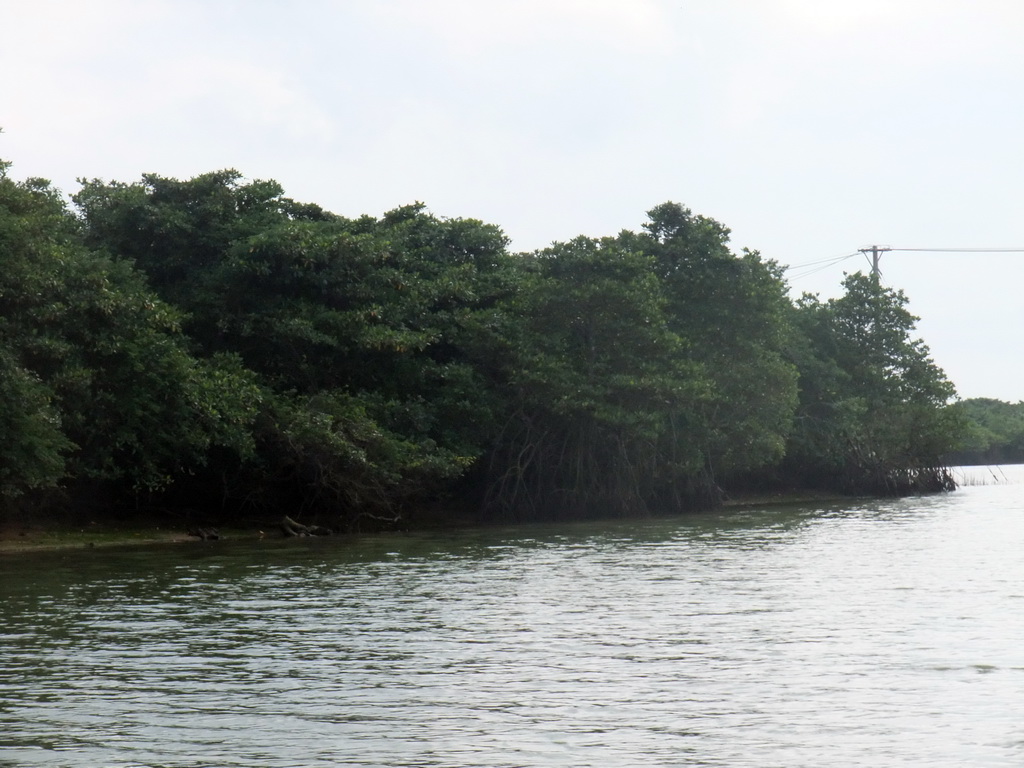 Mangrove trees at Bamenwan Bay, viewed from the tour boat