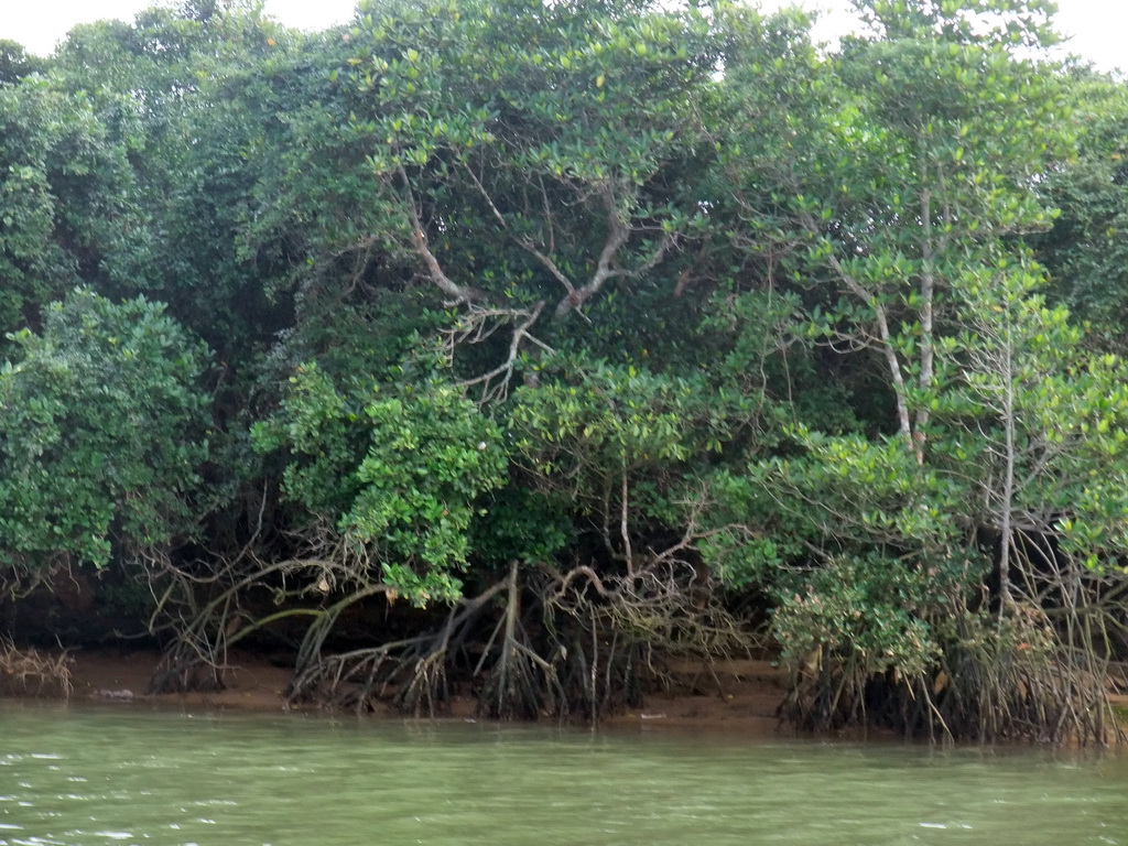 Mangrove trees at Bamenwan Bay, viewed from the tour boat