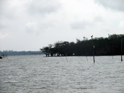 Mangrove trees, fishing net and bird at Bamenwan Bay, viewed from the tour boat