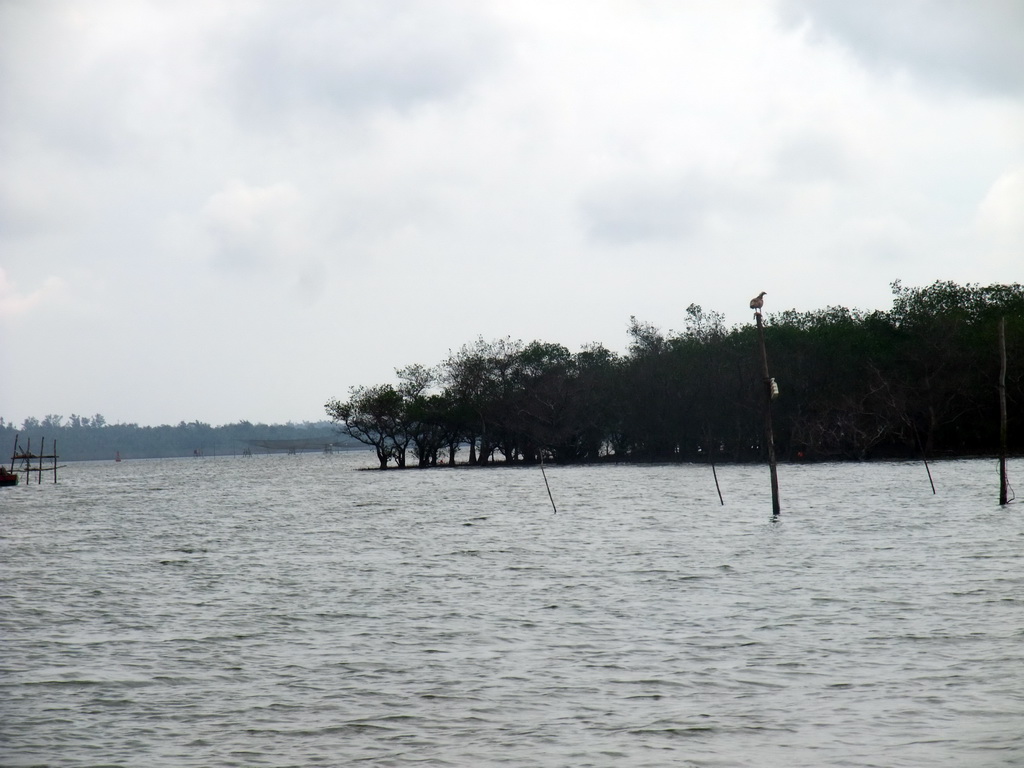 Mangrove trees, fishing net and bird at Bamenwan Bay, viewed from the tour boat