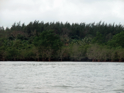 Mangrove trees at Bamenwan Bay, viewed from the tour boat