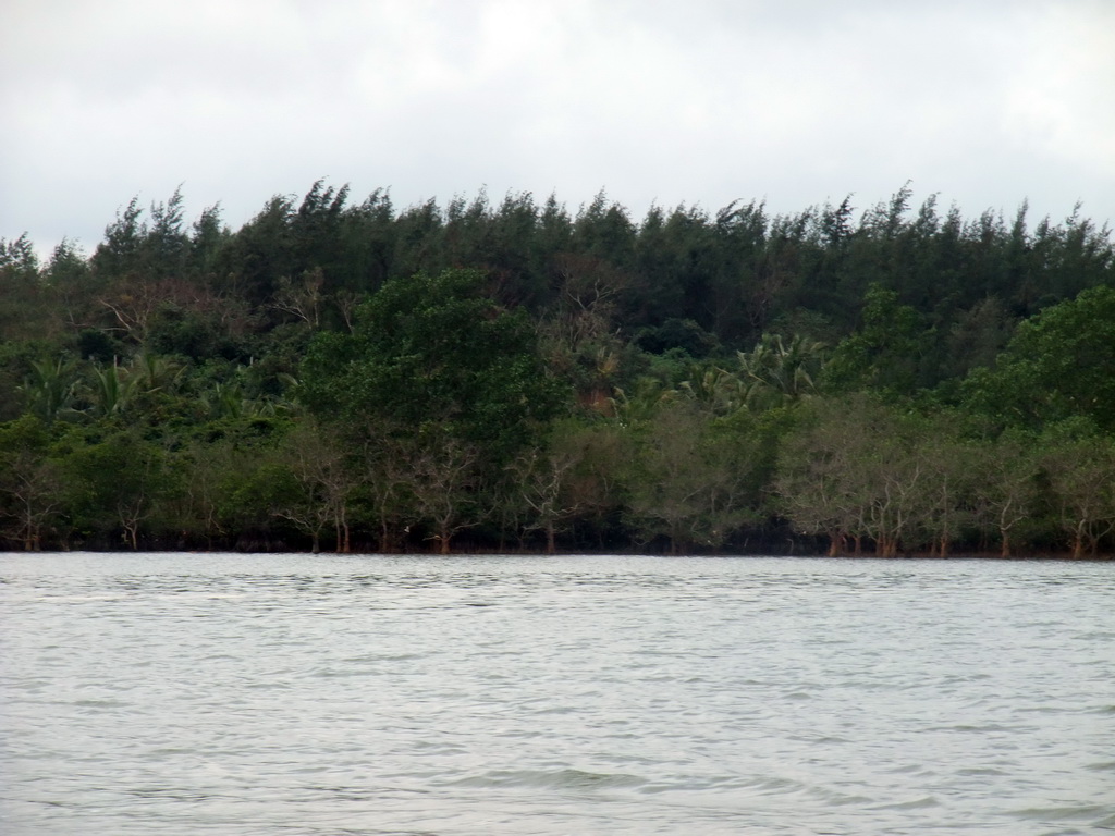 Mangrove trees at Bamenwan Bay, viewed from the tour boat