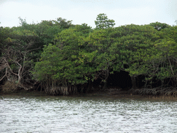 Mangrove trees at Bamenwan Bay, viewed from the tour boat