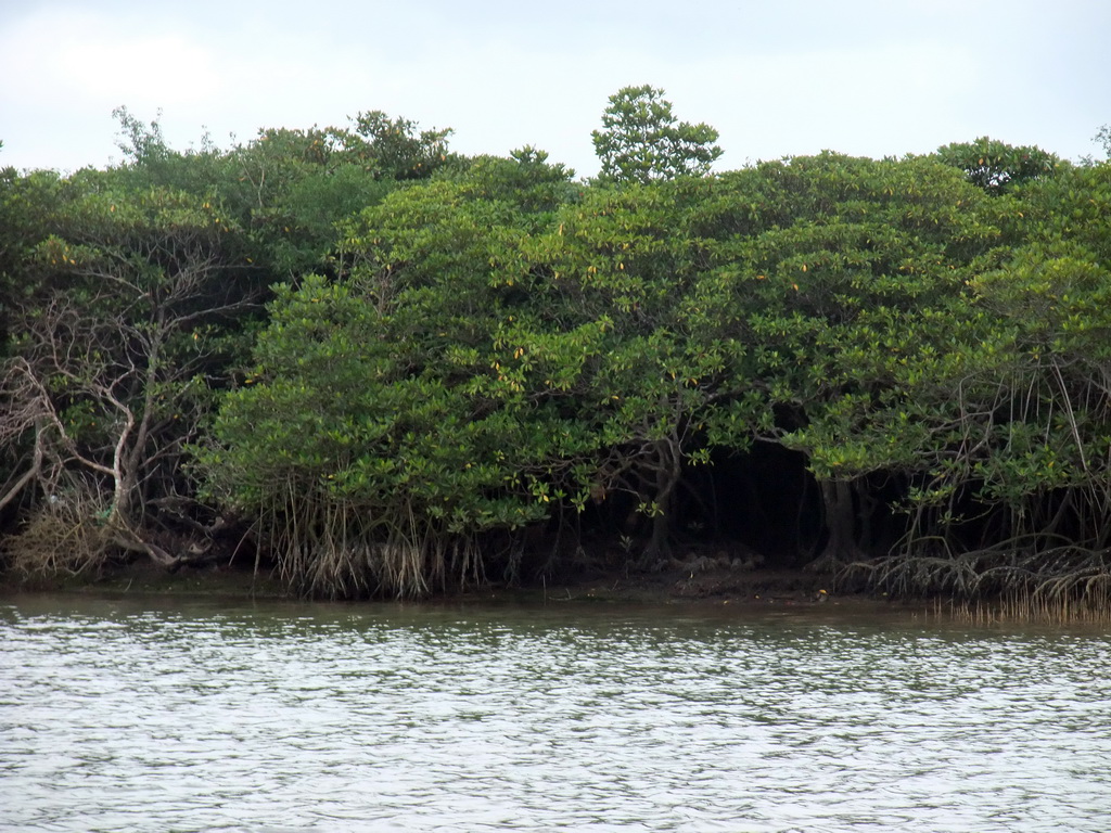 Mangrove trees at Bamenwan Bay, viewed from the tour boat