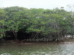 Mangrove trees at Bamenwan Bay, viewed from the tour boat