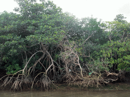 Mangrove trees at Bamenwan Bay, viewed from the tour boat