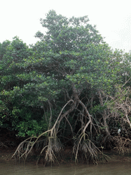 Mangrove trees at Bamenwan Bay, viewed from the tour boat