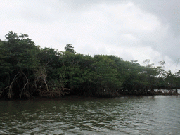 Mangrove trees at Bamenwan Bay, viewed from the tour boat