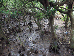 Mangrove trees at the Bamenwan Mangrove Forest