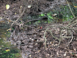 Crab at the ground of the Bamenwan Mangrove Forest