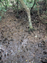 Mangrove trees at the Bamenwan Mangrove Forest