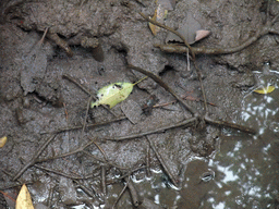 Crab at the ground of the Bamenwan Mangrove Forest