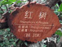 Sign with tree name `Rhizophora apiculata` at the Bamenwan Mangrove Forest