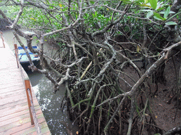 Boat and mangrove trees at the Bamenwan Mangrove Forest