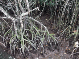 Mangrove trees at the Bamenwan Mangrove Forest