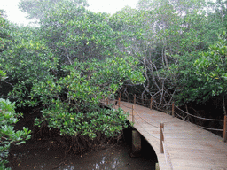 Pathway through the mangrove trees at the Bamenwan Mangrove Forest