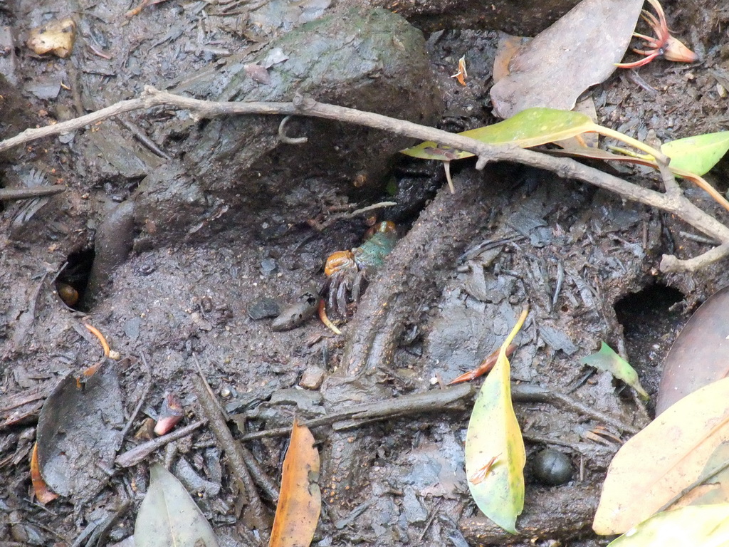 Crab at the ground of the Bamenwan Mangrove Forest