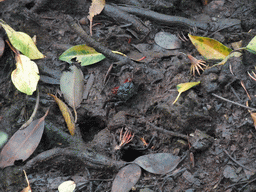 Crab at the ground of the Bamenwan Mangrove Forest