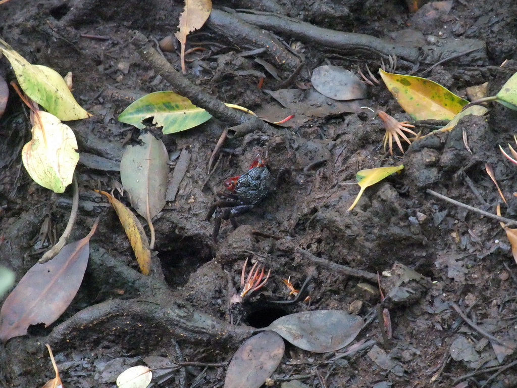 Crab at the ground of the Bamenwan Mangrove Forest