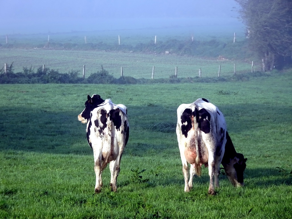 Cows in a grass field at the west side of the Dolmen of Wéris