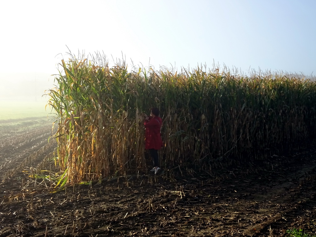 Miaomiao in a corn field on the southeast side of the Dolmen of Wéris